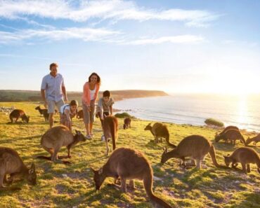 Kangaroo Island Tour