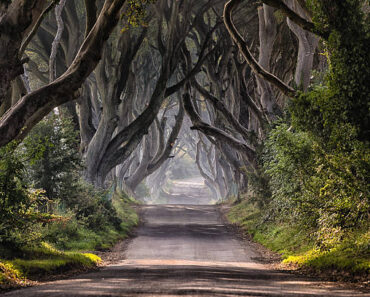 The Dark Hedges