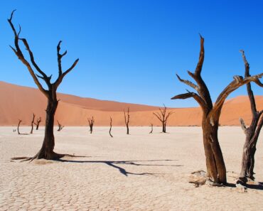 Namib Desert- All You Need to Know